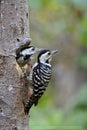 mother of fulvous-breasted woodpecker percing on its nest hole with her young chicken in the hole, lovely animal family