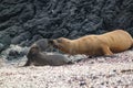 Mother Galapagos Sea Lion Kissing Baby Royalty Free Stock Photo