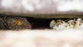 Mother gecko guarding eggs in rock crevices.