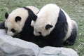 Mother Giant Panda is Playing Fighting with her Cub, Chengdu , China Royalty Free Stock Photo