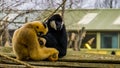 Mother gibbon holding her new born infant that is looking in the camera, Father sitting next to her, Monkey family portrait Royalty Free Stock Photo