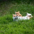 Mother ginger cat with kittens on green grass, close up, copy space