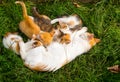 Mother ginger-white cat lies with kittens on green grass, close-up, copy space