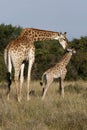 Mother giraffe Royalty Free Stock Photo