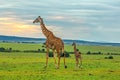 A mother giraffe with her baby Royalty Free Stock Photo