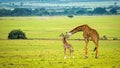 A mother giraffe with her baby Royalty Free Stock Photo