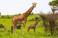 A mother giraffe and her baby Royalty Free Stock Photo