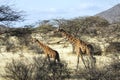 Mother giraffe and her young walking in Samburu National Reserve Royalty Free Stock Photo