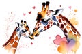 mother giraffe kisses her baby Royalty Free Stock Photo