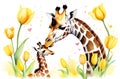 mother giraffe kisses her baby in yellow tulips Royalty Free Stock Photo