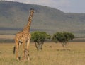 Mother giraffe stands alert and guards baby giraffe sitting in the wild savannah of the masai mara, kenya Royalty Free Stock Photo