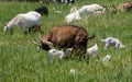 Mother goat with baby kids in grass Royalty Free Stock Photo