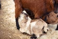 Mother goat Breastfeed kid