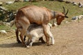 Mother goat feeding baby goat