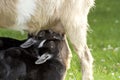 Mother goat feeding baby goats with milk