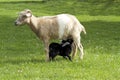 Mother goat feeding baby goats with milk