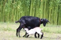 Mother goat feeding its two babies on the meadow close up photo Royalty Free Stock Photo