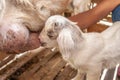 Mother goat feeding lovely white kid in wooden shelter. Cute with funny. Close. Soft sunlight. Selective focus