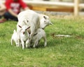 Mother goat feeding lovely white kids