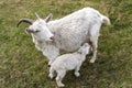 Mother goat feeds her little goat in a clearing