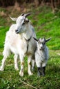 Mother goat with her baby on a green meadow in springtime. Royalty Free Stock Photo