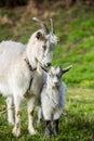 Mother goat with her baby on a green meadow in springtime. Royalty Free Stock Photo