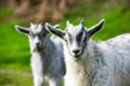 Mother goat with her baby on a green meadow in springtime. Royalty Free Stock Photo