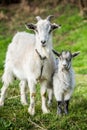 Mother goat with her baby on a green meadow in springtime. Royalty Free Stock Photo