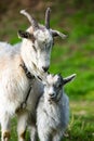Mother goat with her baby on a green meadow in springtime. Royalty Free Stock Photo