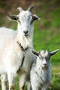 Mother goat with her baby on a green meadow in springtime. Royalty Free Stock Photo