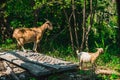 Mother goat and her child standing at the forest looking to their kind