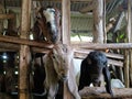 mother goat and her kids in the cage Royalty Free Stock Photo