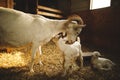 Mother goat with her kids on a small farm in Ontario, Canada Royalty Free Stock Photo