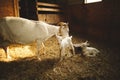 Mother goat with her kids on a small farm in Ontario, Canada Royalty Free Stock Photo