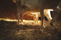 Mother goat with her kids on a small farm in Ontario, Canada Royalty Free Stock Photo