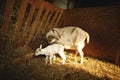 Mother goat with her kids on a small farm in Ontario, Canada Royalty Free Stock Photo