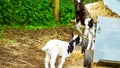 Mother goat keeping an eye on kids.