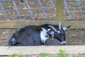 Mother goat and kid cuddled and sleeping