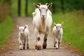 a mother goat leading her kids to graze Royalty Free Stock Photo