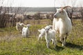 Mother goat with little white kids