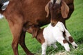 Mother Goat Nursing