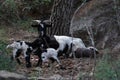 Mother goat resting on the ground with her two babies in the forest with a blurred background Royalty Free Stock Photo