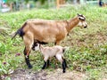 The mother goat takes good care of the child.