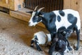 Mother goat and two babies nursing in the barn.