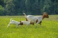 A mother goat walks through green grass with her two kids.. Royalty Free Stock Photo