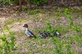 Mother of goldeneye duck with group of her young childrens walking through the street