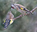 Mother Goldfinch feeding her youg sibling Royalty Free Stock Photo