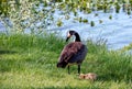 Mother goose and chick