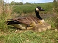 Mother goose with gosling chicks Royalty Free Stock Photo