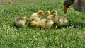 Mother Goose and Her Goslings